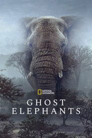Sny o słoniach Cały Film (2026) - Vider • Filmy-Vider.pl