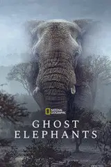 Sny o słoniach Cały Film (2026) - Vider • Filmy-Vider.pl