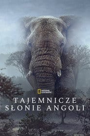 Sny o słoniach Cały Film (2026) - Vider • Filmy-Vider.pl