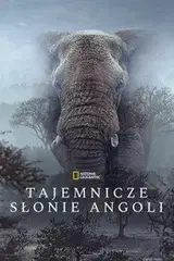 Sny o słoniach Cały Film (2026) - Vider • Filmy-Vider.pl