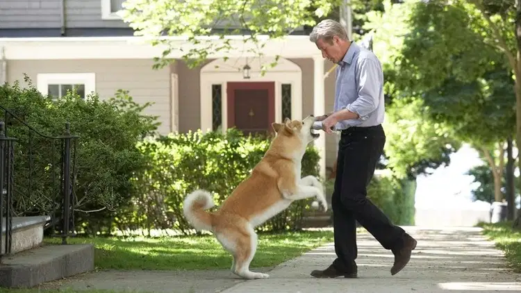 Mój przyjaciel Hachiko Cały Film (2009) - Vider • Filmy-Vider.pl