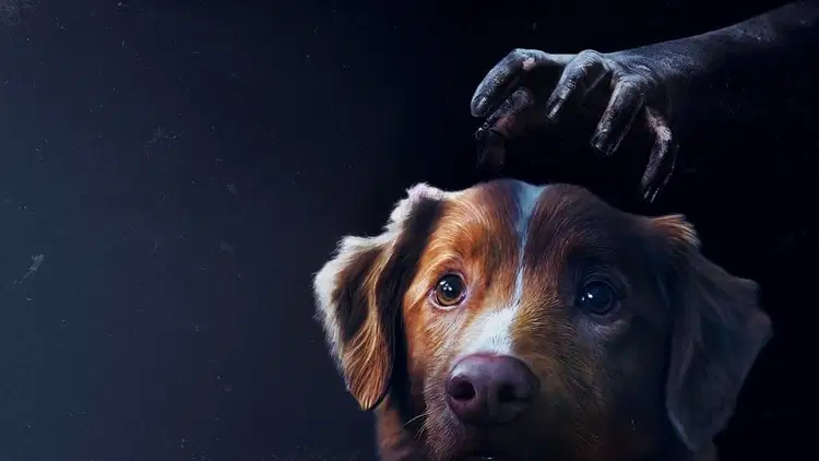 Good boy Cały Film (2025) - Vider • Filmy-Vider.pl